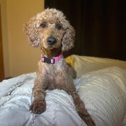 Ruby - Poodle