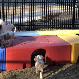 Cavalier King Charles Spaniel Puppies from Streffield Cavaliers