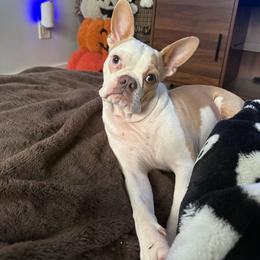 Ruby o - Seal brindle and white female Boston Terrier puppy in Mascotte, Florida from The DogMother House of Bostons