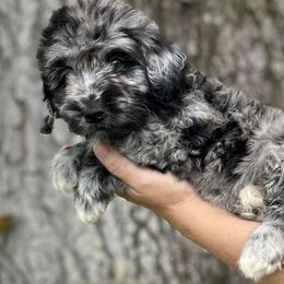 Raven - Merle Goldendoodle puppy in Bradenton, Florida from Doodle Acres