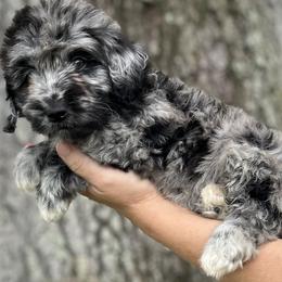 Raven - Merle Goldendoodle puppy in Bradenton, Florida from Doodle Acres