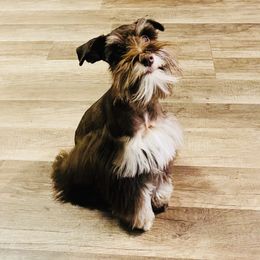 Bear - Miniature Schnauzer