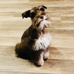 Bear - Miniature Schnauzer