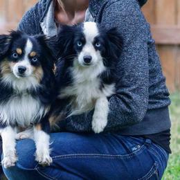 Toy Australian Shepherds from Bitterroot Toy Aussies