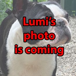 Lumi - Boston Terrier