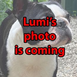 Lumi - Boston Terrier
