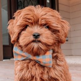Assorted Doodle Crosses, Cavalier King Charles Spaniels, Cavapoos, Maltipoos, and Poodles from Little Teton Doodles