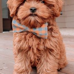 Assorted Doodle Crosses, Cavalier King Charles Spaniels, Cavapoos, Maltipoos, and Poodles from Little Teton Doodles
