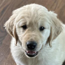 Mr. 💚 - Light golden Golden Retriever puppy in Indepenence, Missouri from Goldenhubb