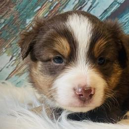 Miniature Australian Shepherds from Haden’s Mini Aussies