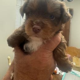 Boy 1 - Chocolate and tan male Yorkshire Terrier puppy in Milton, Florida from Sassenach Yorkie Kennels