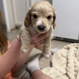 Sweetheart - Cream male Dachshund puppy in Booneville, Mississippi from Haley's Dachshunds
