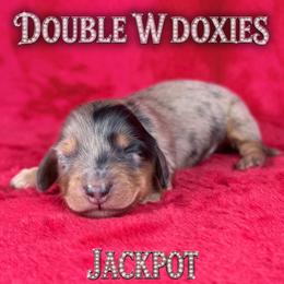 JACKPOT - Dapple male Dachshund puppy in Alto, Texas from Double W Doxies