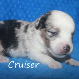 Cruiser - Blue merle male Toy Australian Shepherd puppy in Godley, Texas from Flying H Toy and Mini Aussies