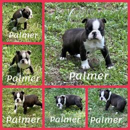 Boston Terrier and English Springer Spaniel Puppies from Trail’s End Boston Terriers