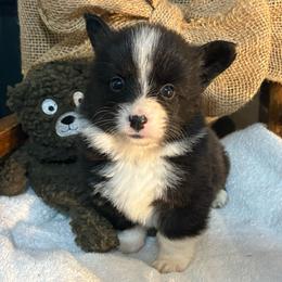 Full fluffy Badger - Black and white male American Corgi puppy in Decatur, Texas from Bar S Corgis