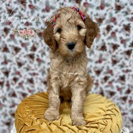 Goldendoodle Puppies from All My Doodles