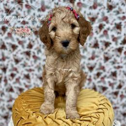 Goldendoodle Puppies from All My Doodles