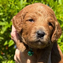 Cider - Goldendoodle puppy from Marshall Goldendoodles