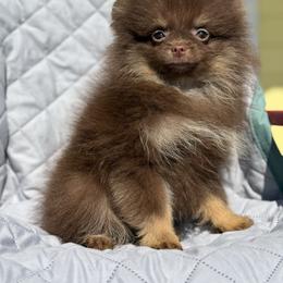 Kisses - Chocolate and tan female Pomeranian puppy in Ector, Texas from BB Pomeranians
