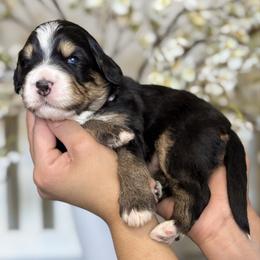 Savannah - purple collar - Tri-color female Bernedoodle puppy in Yuciapa, California from AlltheDoodlez_