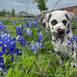 Dalmatian Puppies from Spotted Jewels Dalmatians