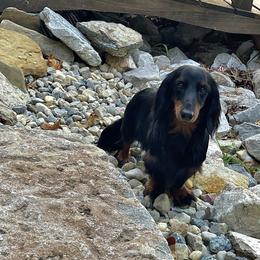 Dachshund Puppies from Little Legs Miniature Dachshunds