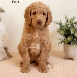 Glacier - Cream female Goldendoodle puppy in Lusby, Maryland from C&C Goldendoodles