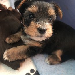 Yorkshire Terrier Puppies from Jackie Jenny’s Precious Yorkies