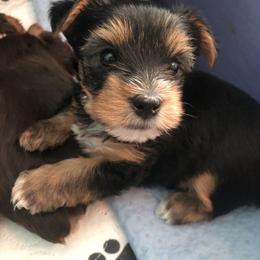 Yorkshire Terrier Puppies from Jackie Jenny’s Precious Yorkies