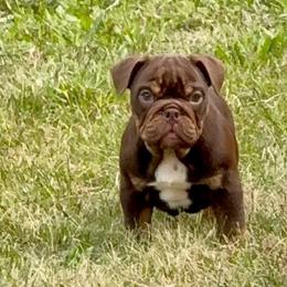 Pip - Chocolate tri-color male Bulldog puppy in Harrisburg, Pennsylvania from Central PA WiggleButts Bulldogs
