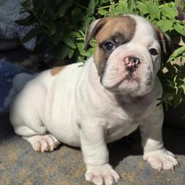 Pete - White male Bulldog puppy in Wichita, Kansas from Waltman's Bulldog's