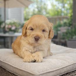 Caramel - Caramel male Australian Labradoodle puppy in Anderson, California from Shaggy Doodles