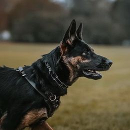 Evee - German Shepherd