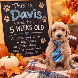 Davis - Apricot male Goldendoodle puppy in Willacoochee, Georgia from Kitandkboodle's Doodles