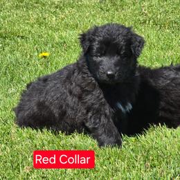 Red Collar - Black female German Shepherd puppy in Sumner, Iowa from Vom Wilke Kennels
