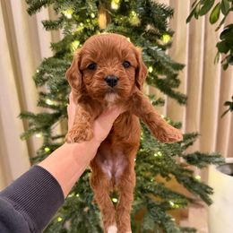 Bella - Red female Cavapoo puppy in Midland, North Carolina from Rocky River Cavapoos