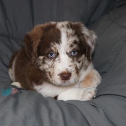Australian Shepherd and Miniature Australian Shepherd Puppies from Country River Aussies