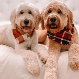 Goldendoodles from Rose and Reid Doodles