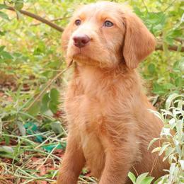 Buddy - Gold male Labradoodle puppy in Apache Junction, Arizona from Loving Doodle