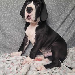 Empire - Great Dane puppy in Bay Shore, New York from Gentle Giant Companions