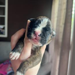 Valkyrie - Brindle female Boxer puppy in Henderson, Tennessee from Vom Broadvalley