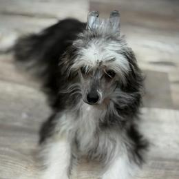 Bloom - Black white and tan female Chinese Crested puppy in Brooksville, Florida from Ariella Standard Poodles & Chinese Cresteds