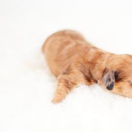 Gwen - Red female Dachshund puppy in Neosho, Missouri from Tinker Toy Doxies