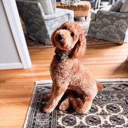 Hazel Mae - Goldendoodle