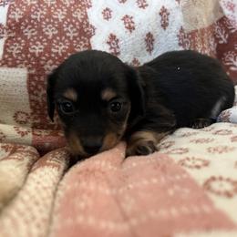 Dachshund puppies from Baileys Precious Puppies
