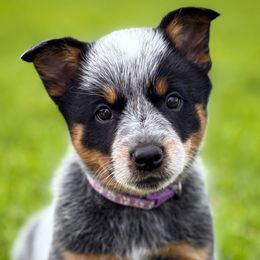 Purple Girl 1 - Blue female Australian Cattle Dog puppy in Blackfoot, Idaho from Circle C Australian Cattle Dogs