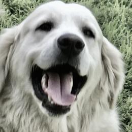 Golden Retrievers from Mountain Valley Retrievers