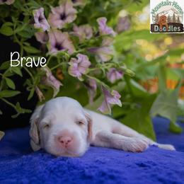 Brave - Cream male Australian Labradoodle puppy in Cashmere, Washington from Mountain Home Doodles
