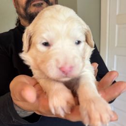 Orange girl - Fawn and white female Sheepadoodle puppy in Riverside, California from Downtown Doodles & Frenchies